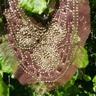 COLLETTO O DAVANTINO RICAMATO