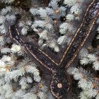 Davantino nero ricamato