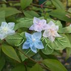 Fiori per abbigliamento ramo fiorito