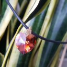 COLLANA CUORE SWAROVSKI