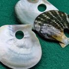 fibbia madreperla Tahiti